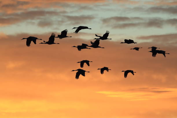 istock Sandhill Cranes Bosque del Apache Wildlife Reserve New Mexico USA 1133688736