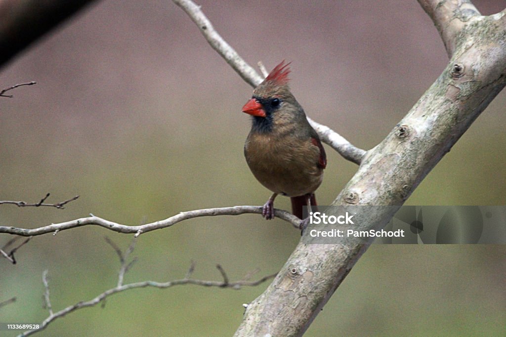 Northern Cardinal Posing in a Crape Myrtle Tree A female Northern Cardinal poses in a Crape Myrtle Tree as she awaits her turn at the nearby bird feeder. Attitude Stock Photo