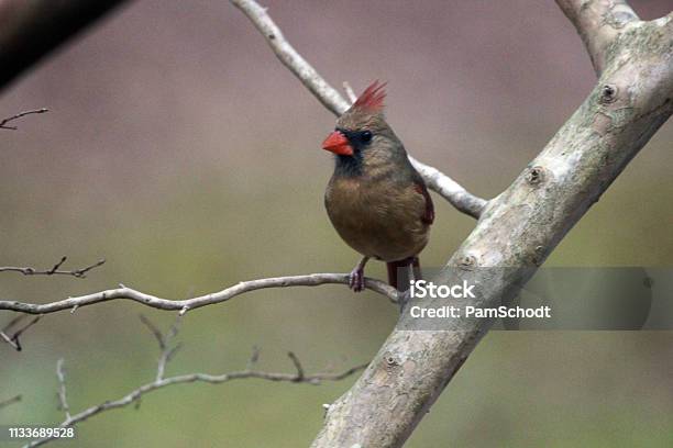 Northern Cardinal Posing In A Crape Myrtle Tree Stock Photo - Download Image Now - Attitude, Back Yard, Bird