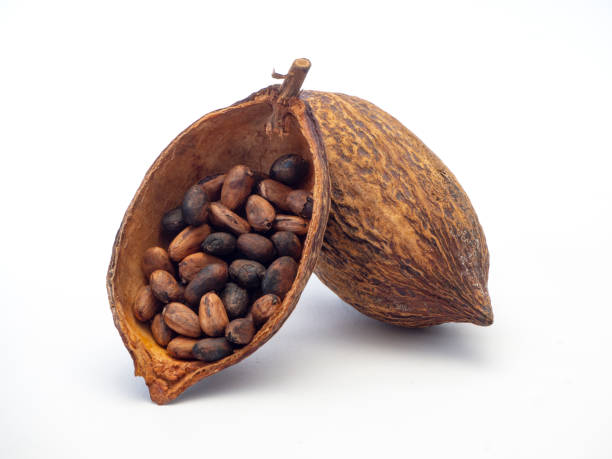 istock Cocoa pods and cocoa beans 1133689654