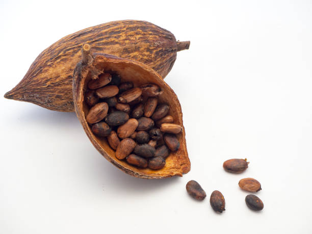 istock Cocoa pods and cocoa beans 1133689676