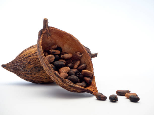 istock Cocoa pods and cocoa beans 1133689678