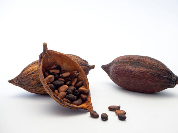 istock Cocoa pods and cocoa beans 1133689679