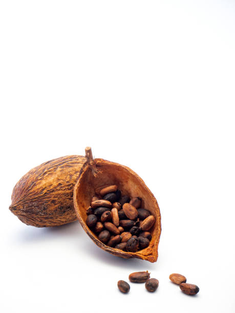 istock Cocoa pods and cocoa beans 1133689692