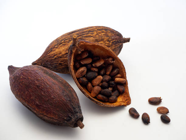 istock Cocoa pods and cocoa beans 1133689701