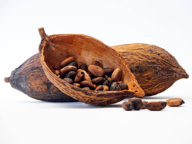 istock Cocoa pods and cocoa beans 1133689705