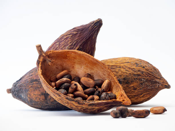 istock Cocoa pods and cocoa beans 1133689709