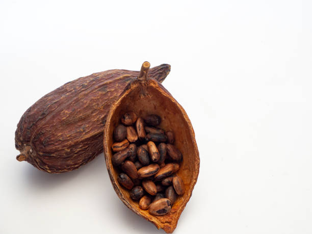 istock Cocoa pods and cocoa beans 1133689719