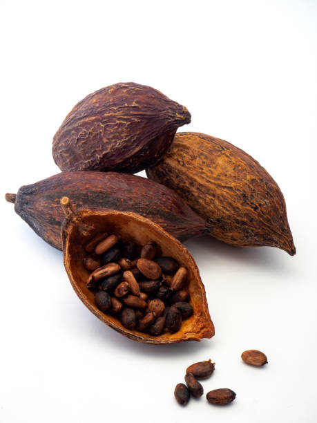 istock Cocoa pods and cocoa beans 1133689730