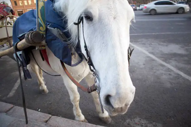 Photo of Funny cute white horse harnessed to a walking carriage