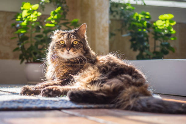 istock A fluffy cat sits in the sun 1133691492