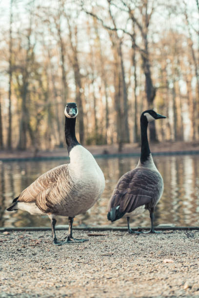 istock Two Canada Geese at a small pond in Cologne, Germany. 1133691716