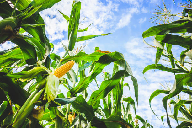 crecimiento de mazorca de maíz en campo agrícola al aire libre con nubes y cielo azul - maíz zea fotografías e imágenes de stock