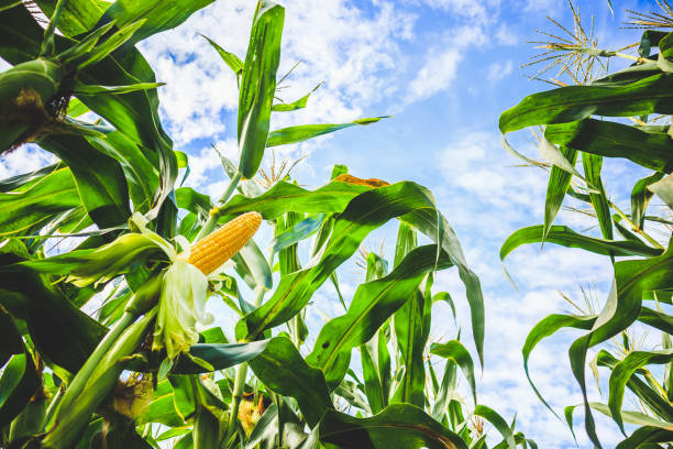 Corn cob growth in agriculture field outdoor with clouds and blue sky