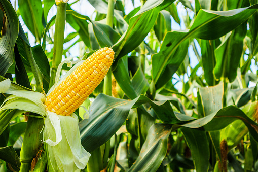 Mazorca de maíz con hojas verdes crecimiento en campo agrícola al aire libre photo