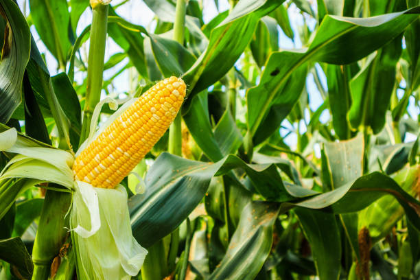 mazorca de maíz con hojas verdes crecimiento en campo agrícola al aire libre - corn fotografías e imágenes de stock