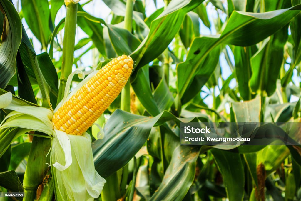 Corn cob with green leaves growth in agriculture field outdoor Corn Stock Photo