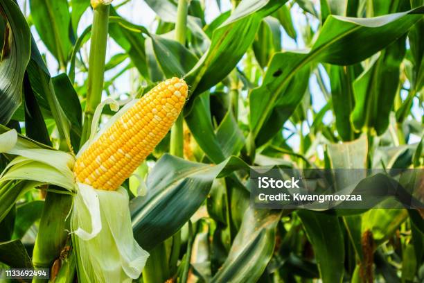 Corn Cob With Green Leaves Growth In Agriculture Field Outdoor Stock Photo - Download Image Now