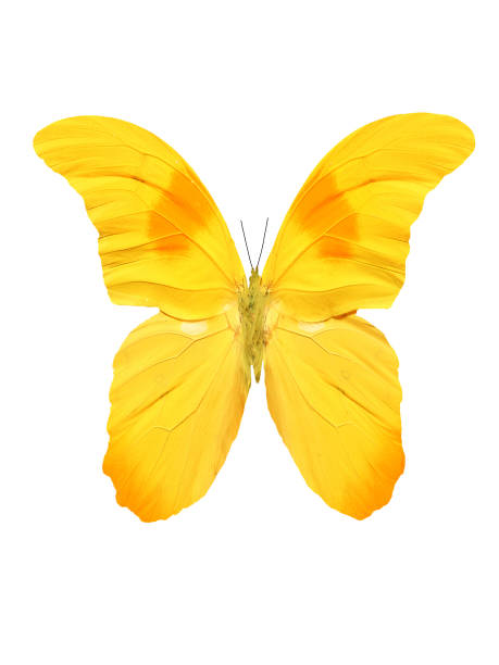 istock beautiful tropical yellow butterfly 1133692498