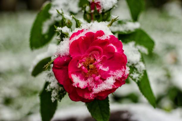 istock Beautiful roses in the garden 1133695425
