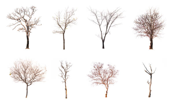 istock Set of dead tree isolated on white background 1133695822