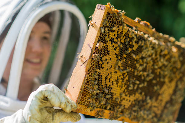 Checking the Beehive's Progress Smiling young female beekeeper holding up a honey super to check the progress the bees are making in beehive, in an apiary on a warm summer day. apiculture photos stock pictures, royalty-free photos & images