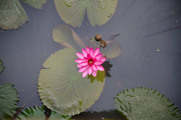 Pink Water Lilly in pond