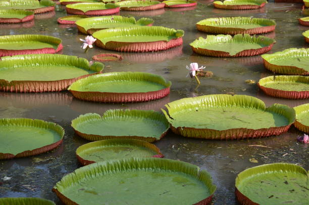 istock Large Round Victoria Leaves with white water Lilly 1133699477