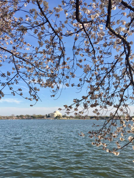 istock American Life / SAKURA and Jefferson Memorial. 1133700302