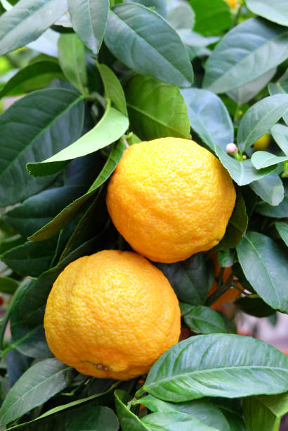 tangerine with fruits