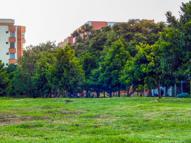 istock Big trees in natural area in city 1133705957