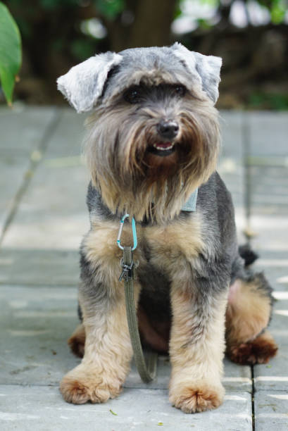 istock Black color small mixed breed dogs sitting on the floor 1133706174