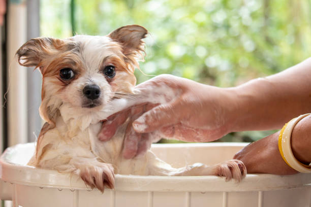 istock Dog is having a shower at home 1133707013