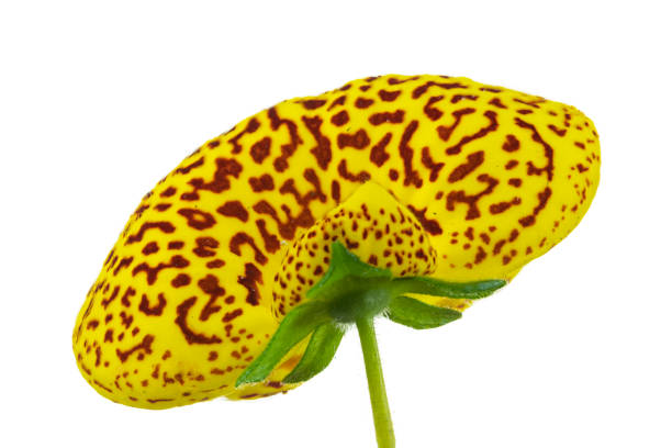 żółty kwiat kalceolaria - slipper flower zdjęcia i obrazy z banku zdjęć
