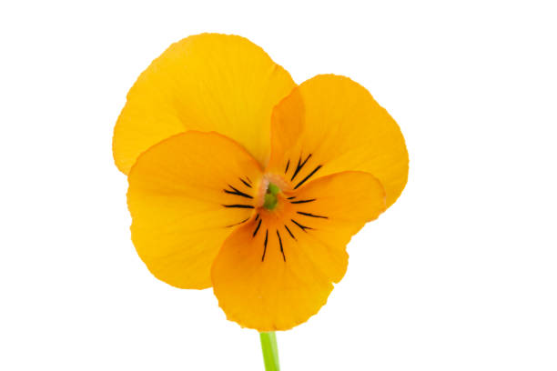 istock isolated yellow flower close up 1133708600