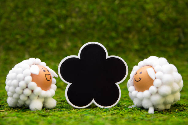 sheep model cartoon isolated on white background.
