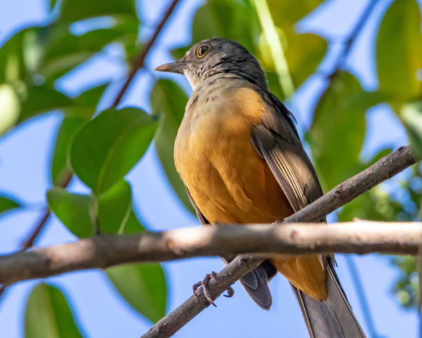 Rufous-bellied Thrush perched on a Branch (Sabiá Laranjeira/ Turdus rufiventris) Sabiá Laranjeira / Rufous-bellied Thrush / Turdus rufiventris thrush bird stock pictures, royalty-free photos & images