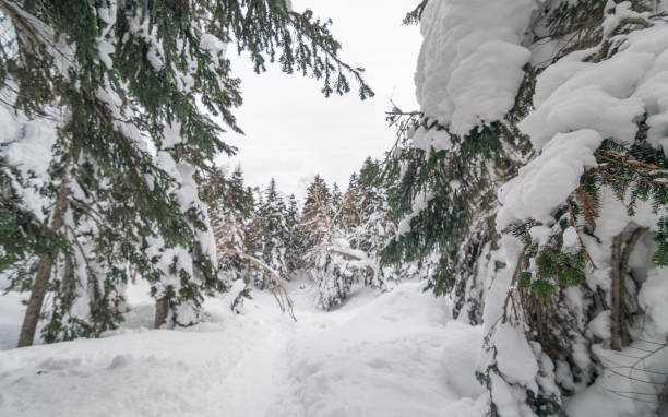 istock frosty winter landscape in snowy pine forest 1133710486