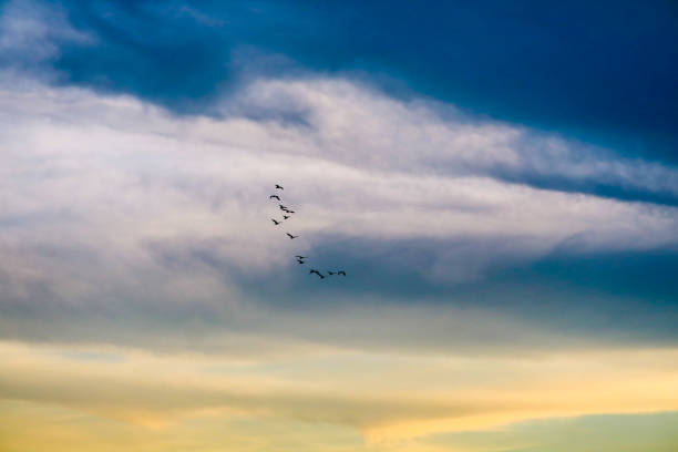 istock birds flying to home on colorful sky soft cloud 1133710550