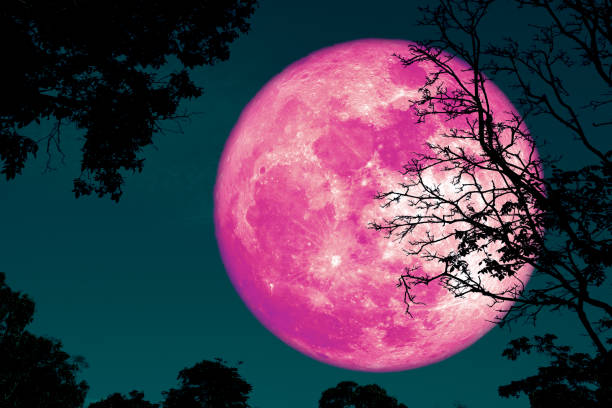 istock full crust moon back on silhouette plant and trees on night sky 1133710680