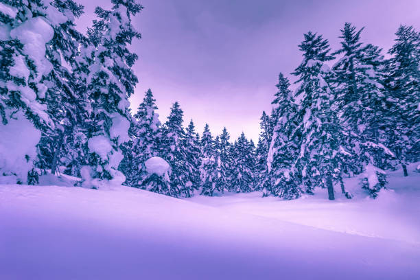 istock frosty winter landscape in snowy pine forest 1133711271