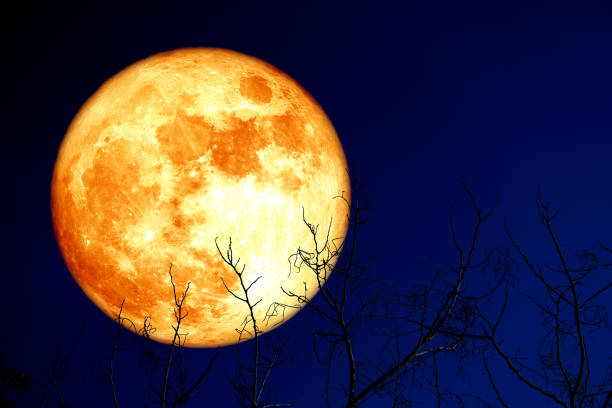 istock super egg blood moon back on silhouette plant and trees on night sky 1133711484