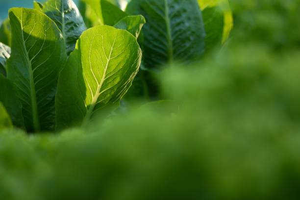 istock Fresh green Cos on vegertable farm 1133711486