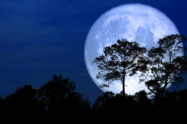 istock super snow moon back silhouette tree in field on night sky 1133711526