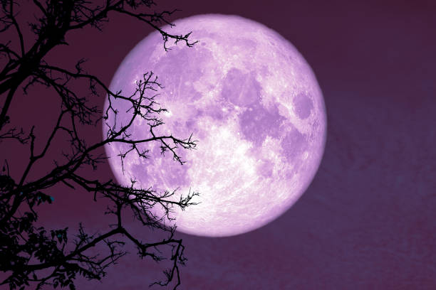 istock full worm moon back on silhouette plant and trees on night sky 1133711867