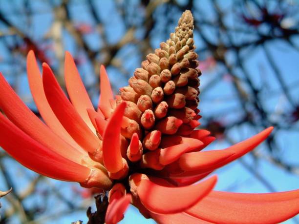 istock American life / Aloe flowers. 1133712802