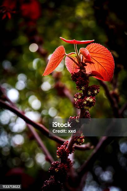 Full Of Vigour Stock Photo - Download Image Now - Autumn, Berry, Blossom