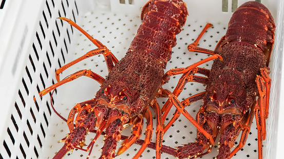 a tasmanian crayfisherman unloads a catch of southern rock lobster into a white crate