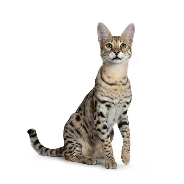 Cool young adult Savannah F1 cat on white background.