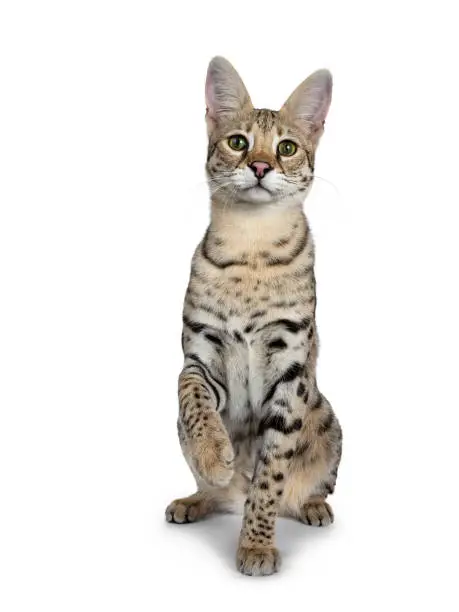Cool young adult Savannah F1 cat on white background.